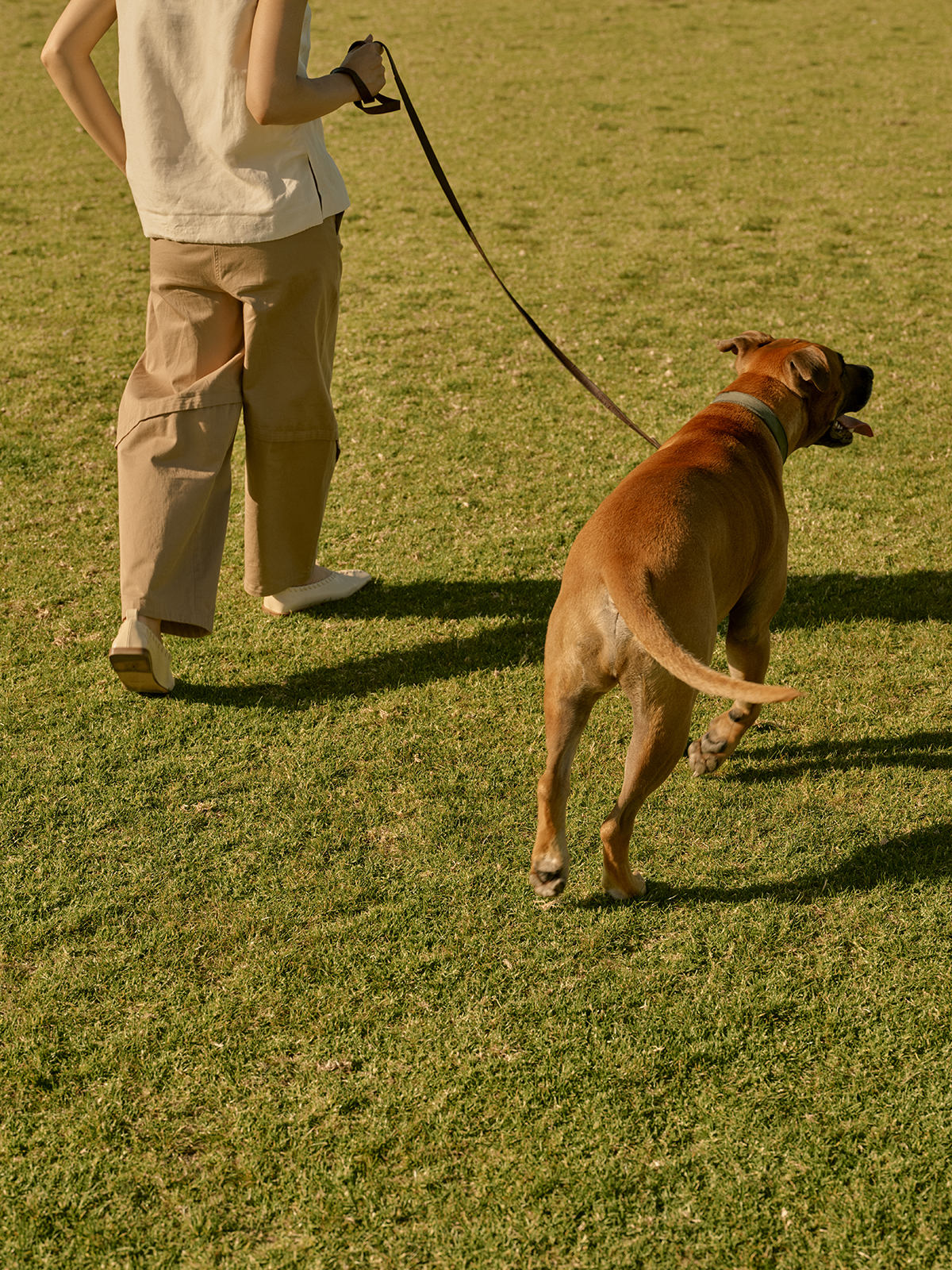 Mab Circa Newquay Parkland Precinct Dog